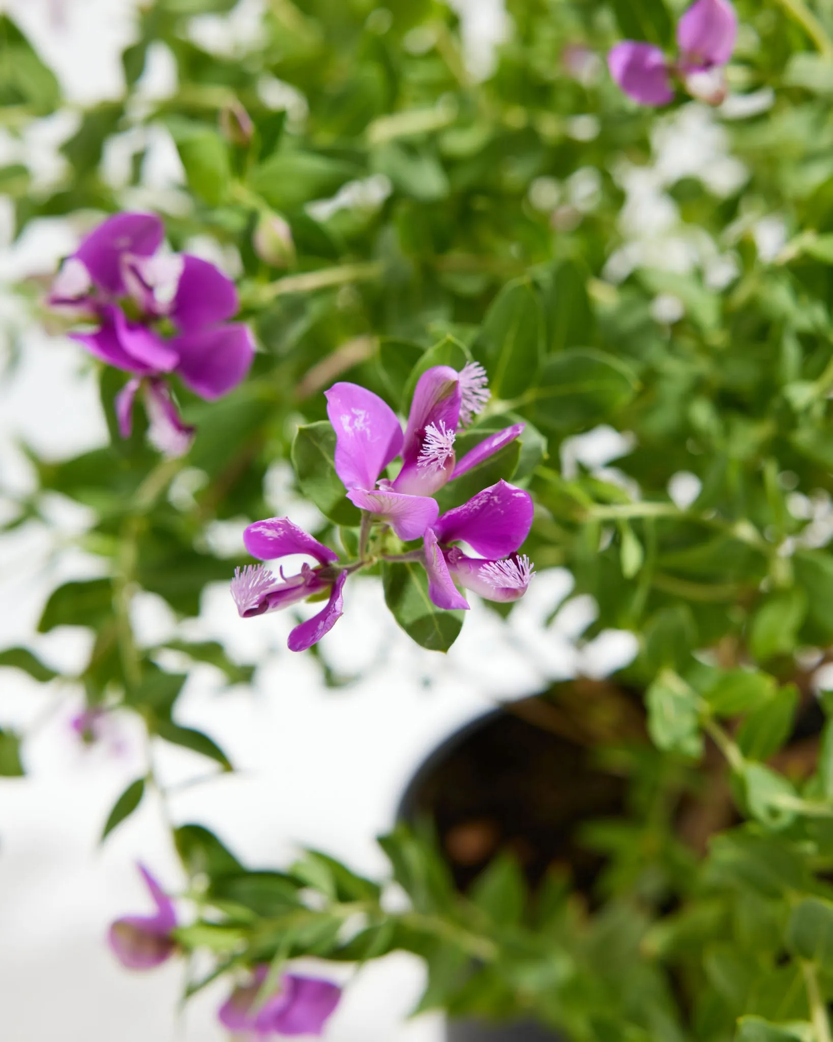 Sweet Pea Shrub