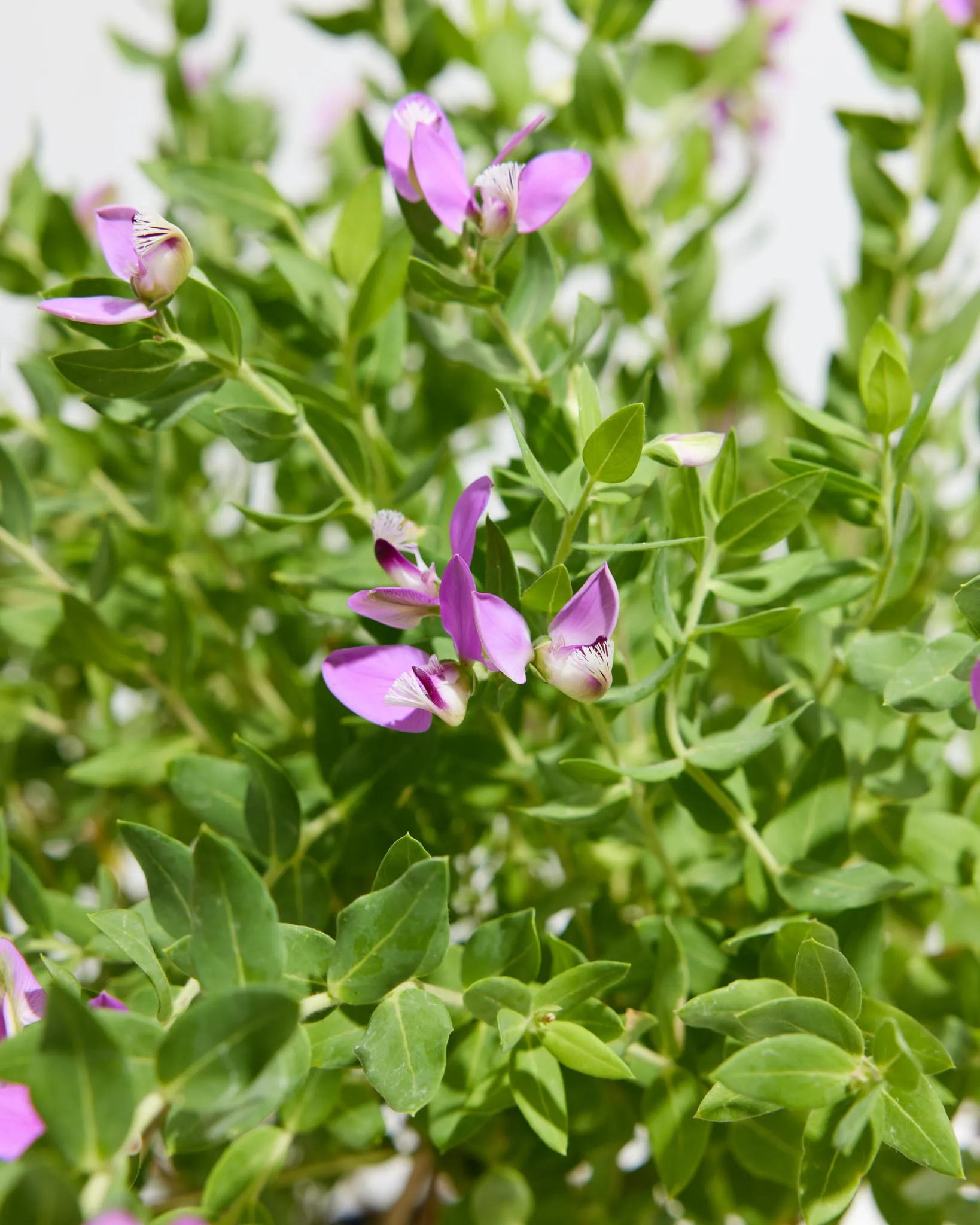 Sweet Pea Shrub